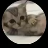 Profile Picture of Matthew John (@matthew.john769) on Tiktok