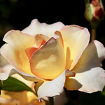 Profile Picture of Chris  B (@Angel Lite Photography) on Flickr