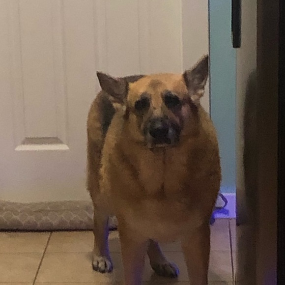 Profile Picture of Sarah James (@wallflower0911) on Poshmark