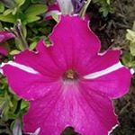 Profile Picture of Gehan Soliman (@gehan.soliman.988) on Instagram