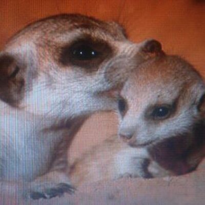 Profile Picture of Janet Hardy (@JanetHardy62) on Twitter