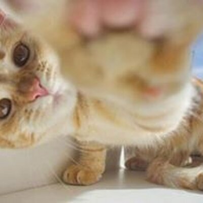 Profile Picture of Amina Boulahouache (@Amina02mAmina) on Twitter