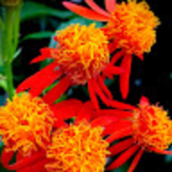 Profile Picture of Mia Terry (@mia_terry03) on Poshmark