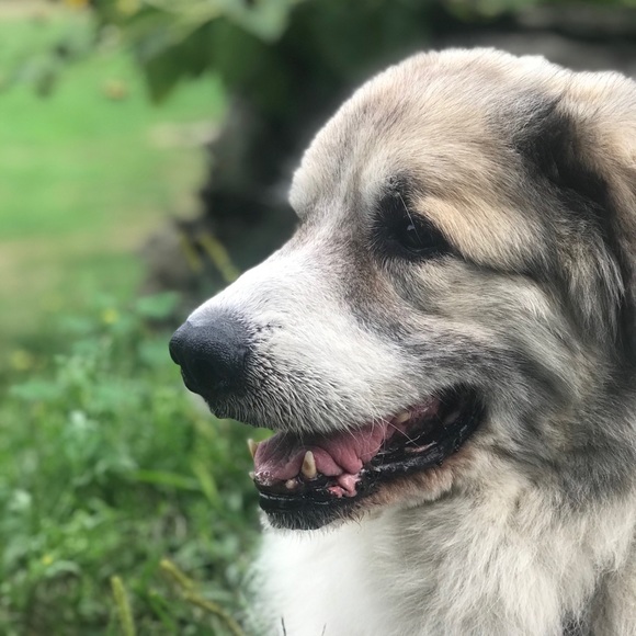 Profile Picture of Carrie Navaroli (@carrienavaroli) on Poshmark