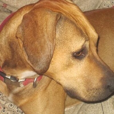 Profile Picture of Shannon Haddock (@ShanHaddock) on Twitter