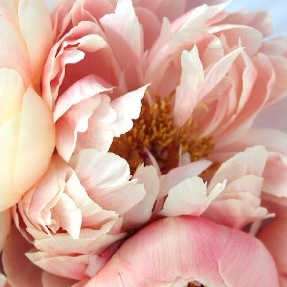 Profile Picture of Melissa Larocca (@missylarocca) on Poshmark