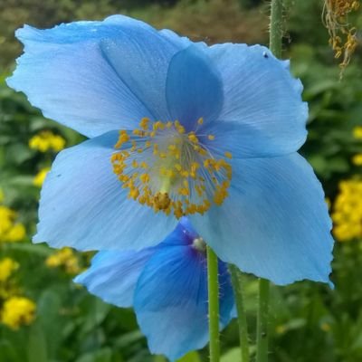 Richard Reynolds - Twitter Profile Picture of Richard Reynolds (@dippiedickie) on Twitter