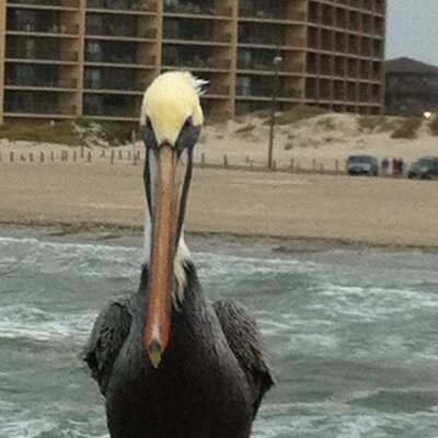 Profile Picture of Scott Coggins (@scottycogs) on Twitter