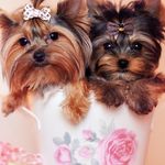 Profile Picture of Michael Murchison (@michael.murchisonmurc249) on Instagram