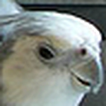 Profile Picture of Mike Loring (@mhloring) on Flickr