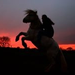 Profile Picture of Vanessa & Ginger (@gingernessi) on Instagram