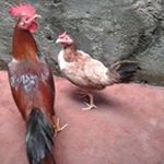 Profile Picture of Wilson Hoyos (@wilson.hoyos.923) on Instagram