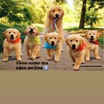 Profile Photo of Joelma Mundo Canino (@mundocaninoonline) on Instagram