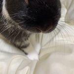 Profile Picture of Nick (@nicholas_rabbit0803) on Instagram