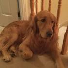 Profile Picture of   TikTok di Leo Dumas... (@llionxd376) on Tiktok