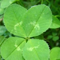 Profile Picture of Tracy Talbot (@tracy-talbot-3) on Quora