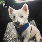 Profile Picture of Gillian Watson (@watson.gillian) on Instagram