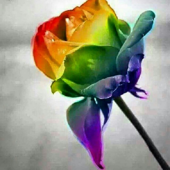 Profile Picture of Robin Chaney (@dazzlndivaz1) on Poshmark