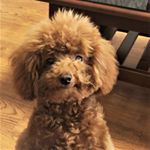 Profile Picture of Ian Tang (@ianhepburntang) on Instagram