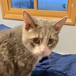 Profile Picture of George Kropf (@george_the_adventure_cat) on Instagram