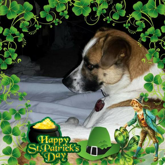 Trish Triffo - Poshmark Profile Picture of Trish Triffo (@shaedygirl) on Poshmark