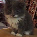 Profile Picture of Joey Catherine Torrez (@joeycatherinetorrez) on Instagram