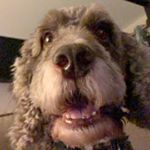 Profile Picture of Jared Rees (@jaredrees_13) on Instagram