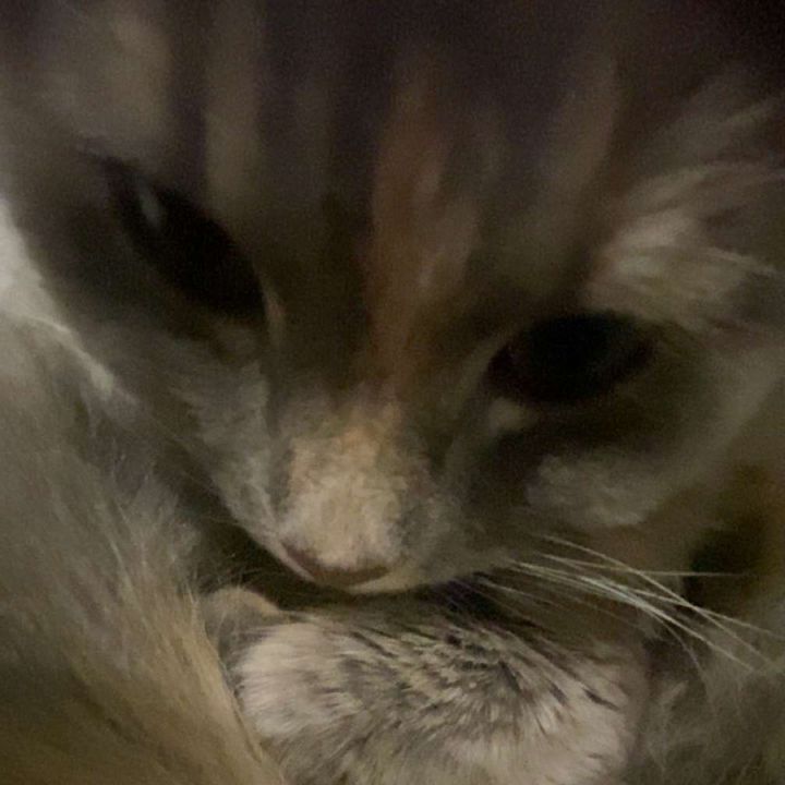 Joshua.Hoenger - Tiktok Profile Picture of Joshua.Hoenger (@joshua.hoenger) on Tiktok