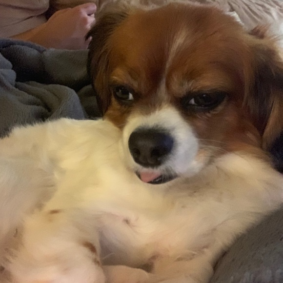 Profile Picture of Brett Cherok (@brett302230) on Poshmark