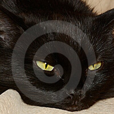 Profile Picture of Peter Hannigan (@peter4242) on Twitter