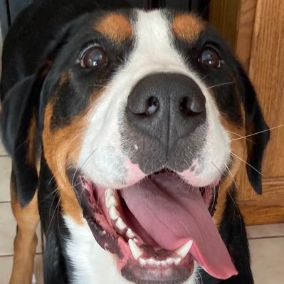 Profile Picture of Aaron Shick (@ShickyGreen) on Twitter