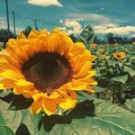 Profile Picture of Laurel Wideman 🌻 (@laurel_hayden) on Instagram