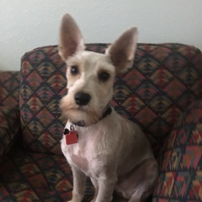 Profile Picture of LittleJackLikesYou (@TinaZepeda2) on Twitter