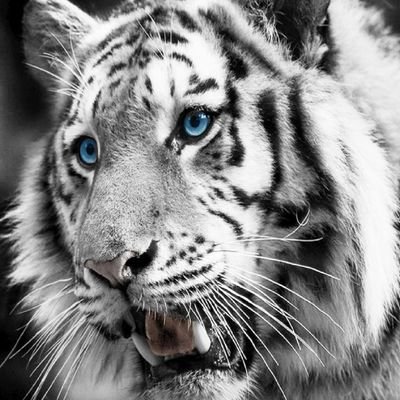 Profile Picture of Jose Luis Renovato Flores (@renovato_flores) on Twitter