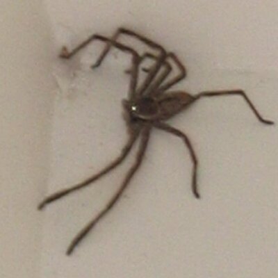 Profile Picture of Stephen Boyne (@arythespider) on Twitter