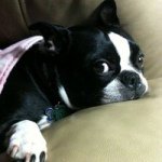 Profile Picture of Debbie Dilling (@billbrian) on Instagram