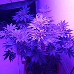 Profile Picture of Derek anderson (@bacon_420_concentrates) on Instagram