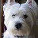 Profile Picture of Sherri Andrews (@shandlar) on Pinterest