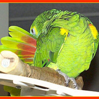 Profile Picture of Melanie Shapiro (@Featherations) on Twitter