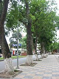 Profile Picture of Khaya senegalensison Wikipedia