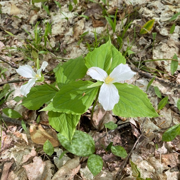 Profile Picture of Jaylene Nostrandt (@jaylene_n) on Poshmark