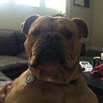 Paul Dolinsky - Instagram Profile Picture of Paul Dolinsky (@paulywog75) on Instagram