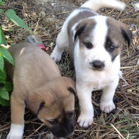 Profile Picture of Kotunaung Tun Aung (@kotunaung) on Pinterest