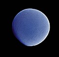 Profile Picture of Eye - Wikipediaon Wikipedia