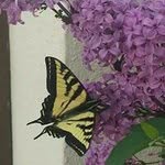 Profile Picture of barbaracrain (@barbaracrain) on Instagram