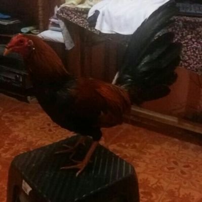Profile Picture of 100%CHONERO (@LuisDavidMenen2) on Twitter
