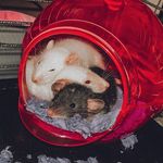 Profile Picture of cherry, dexter, knox & honey (@cherryandfamily) on Instagram