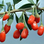 Profile Picture of Kenny Demick (@goji guy) on Flickr