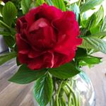 Mark Scheffers - Instagram Profile Picture of Mark Scheffers (@scheffers.mark) on Instagram