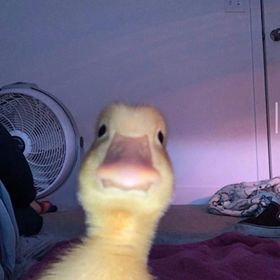 Profile Picture of Liam Smith (@UnoriginalSimper) on Pinterest